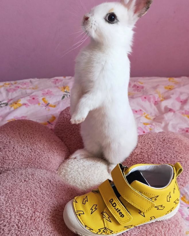 Dnes dorazily další D.D.Step ve velikostech 22-31 :) www.boty-boticky.cz a stále platí slevový kupón LETO24 na 20 % slevu...